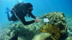 Presi e spostati in profondità: a Miramare il piano salva-coralli