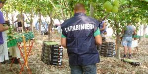 Sicurezza in agricoltura. Confagricoltura Bari-Bat: «Bene i controlli, ma norme di riferimento inadeguate al lavoro agricolo»