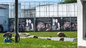 Tiger-Halterin nach Ausbruch: „Habe nichts falsch gemacht“