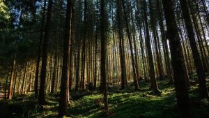 Wälder leiden weiter unter Dürrefolgen