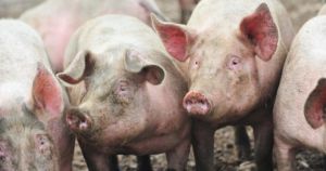 Government ramps up outbreak strategy as farmers' fears grow over pig disease