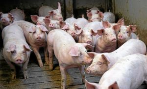 Afdelingsformand: - Grisene betaler prisen for landbrugets profitjagt