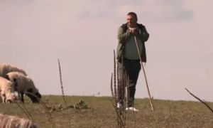 Samohrani otac kod Banjaluke brine o stotinama ovaca: Težak je ovo posao i mladi ga neće