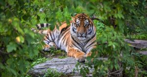New big cat arriving at Norfolk zoo