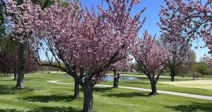 Golf blossoms in Niagara