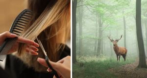 Hair salons in Europe are dumping their clippings into forests and it’s miraculous