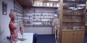 For decades, Australian institutions have displayed stolen human remains. But there’s a way forward
