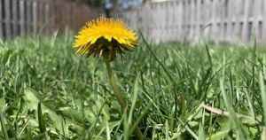 War of the weeds