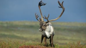 The Arctic’s vanishing caribou