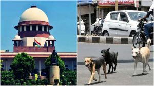 Stray Dog Menace In India Is A Doggone Issue