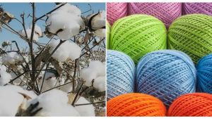 India’s Cotton Productivity Mission: Sovereignty Or Chimaera?