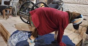 Israelis' Selective Compassion: Empathy Toward a Dog but Not Palestinian Kids
