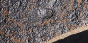 Rare 567‑million‑year‑old fossils refine our understanding of early animal evolution