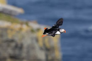 Two thirds of Ireland’s wild bird species are in danger. So are the rules protecting them