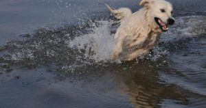 Experts warn flea treatments causing 'irreversible harm' to Norfolk Broads