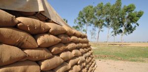 The Harvest Window: Forty-Five Days That Determine Pakistan’s Food Year