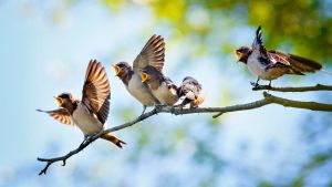 Updated Birdsong Mnemonics for Donald Trump’s America