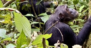 Peace deal No. 9 — Trump ends ‘Chimp War’