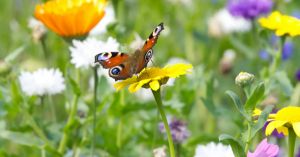 Why Diversity Must Be Anchored In Nature, Not Technology