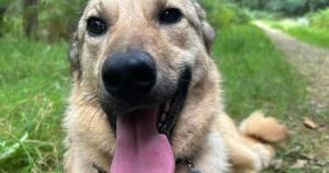 'Loyal and loving' dog who was left abandoned needs new home