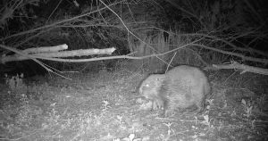Norfolk's wild beaver population could be growing as new footage emerges