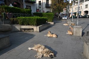 Georgia’s Dogs Are Disappearing
