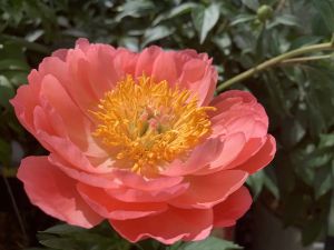 GARDEN CLIPPINGS: Peonies can be passed through generations