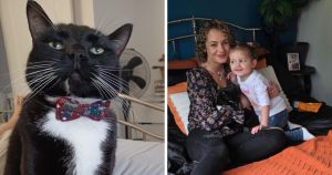 Miracle Milo! Cat reunited with owner after eight months