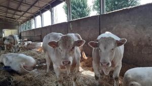 Attaccato da una vitella imbizzarrita: lavoratore finisce in ospedale