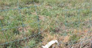 Council issues warning after fencing 'deliberately cut' putting livestock at risk