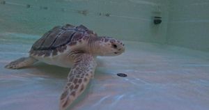 Turtle found stranded in 'life-threatening condition' debuts at Sea Life Centre