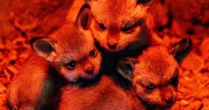 Three incredibly rare animals born at zoo