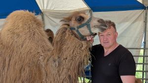 14.000 Euro für Kamel-Ausbruch: Warum der Circus Alaska die Rechnung nicht zahlen muss