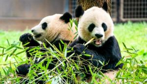 China to send two more pandas to US to strengthen US-China ties