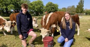 How a 1960s cowboy film inspired teenage farmers to help save super-rare cattle