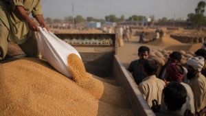 The Political Economy Of Wheat: Who The System Was Built For