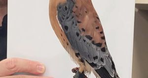 World Migratory Bird Day takes flight at Peterborough Public Library