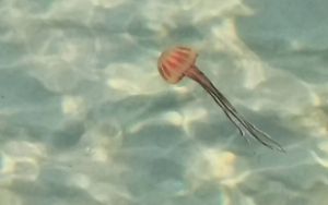 Şarköy kıyılarında zehirli pusula denizanası görüldü