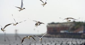 Seagulls in sharp decline because they can't cope with modern life