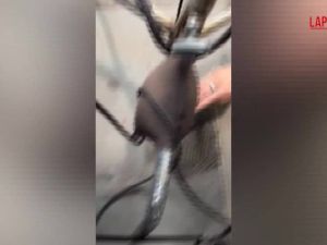 Spari vicino alla Casa Bianca, giornalista terrorizzata si getta a terra - VIDEO