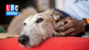 Britain’s hidden pet welfare crisis is forcing owners to choose between essentials and their animals