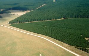 The importance of plantations in the Australian forest industry