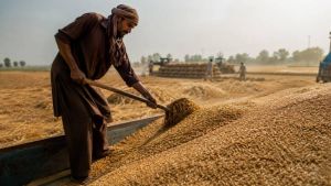 Why The 2026 Harvest Is A Federal Failure, Not Four Provincial Ones