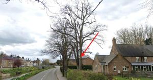 Go-ahead to give dangerous tree in village the chop