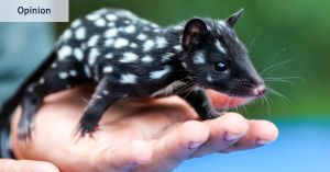 I mentioned quolls. Not one person knew what they were