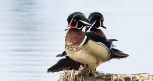 Nature’s perfect timing: Capturing ducks, minks and more