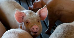The Emotional Lives of Farmed Animals and Why They Matter