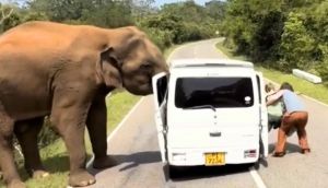 Three killed, four injured after bus crashes into elephant in Africa