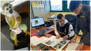Scimmie, cuccioli di procione e pitoni venduti online, scoperta truffa da 50mila euro