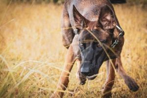 Study reveals which dog breed is the smartest, and it’s not what you might expect
